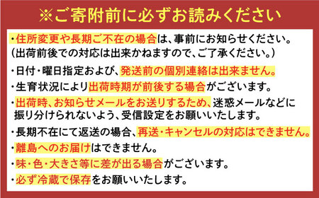 【2027年1月以降順次発送】さちのか 2kg（250g×8パック） / 佐賀県 / リフルット株式会社 [41ABAA009]
