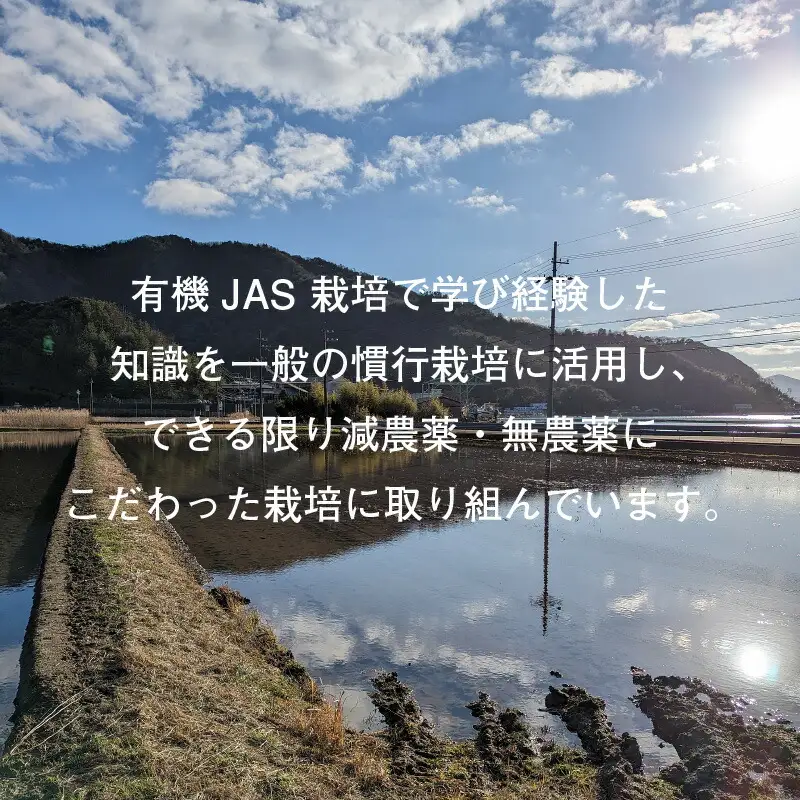 【先行予約/10月以降配送】【令和8年産】福井県産 ミルキークイーン 白米 10kg / 米 お米 おこめ 精米 ミルキークイーン 10キロ 小浜市 / Grow Farm [BFDI001] 