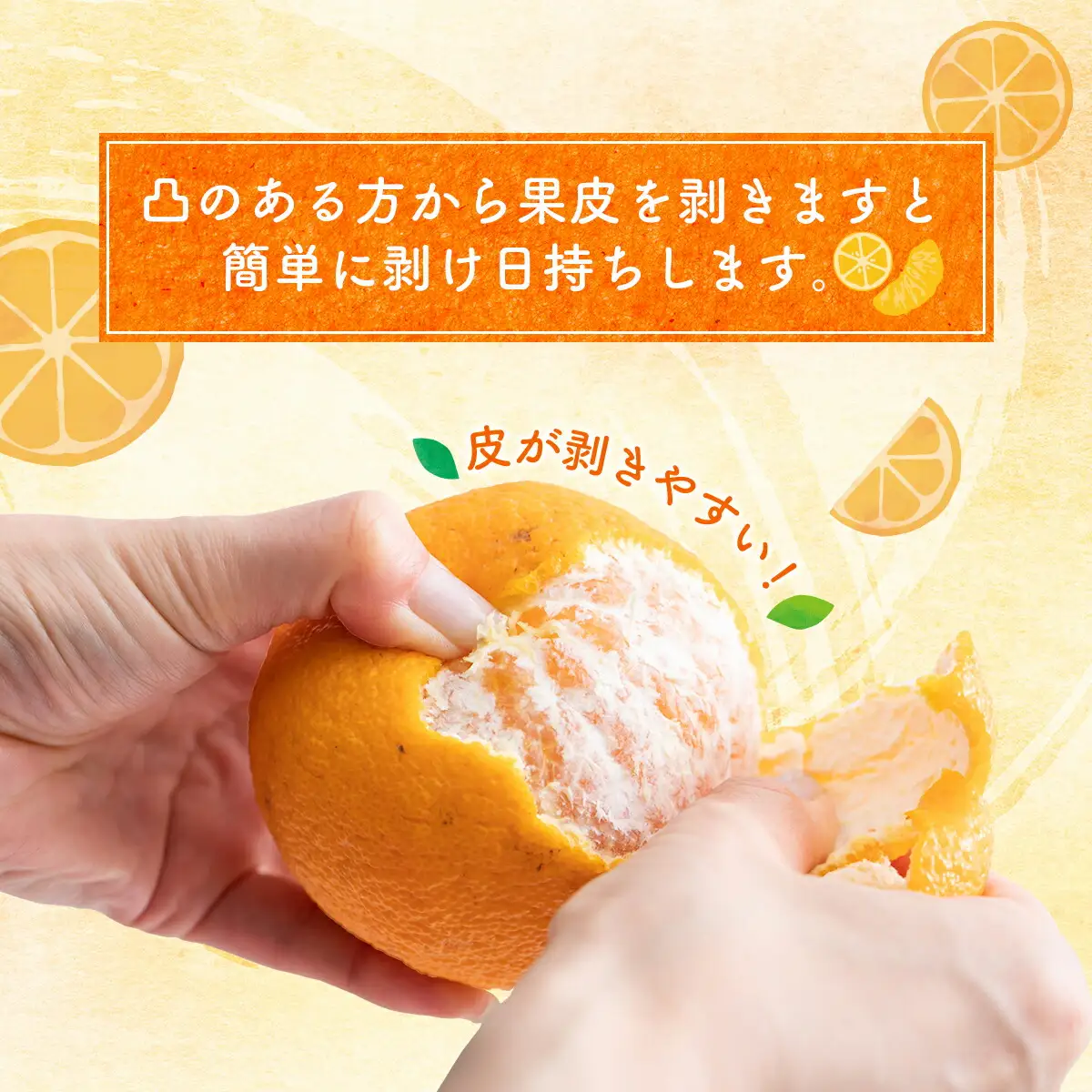 【 不知火 】訳あり 不知火 約 5kg dp005