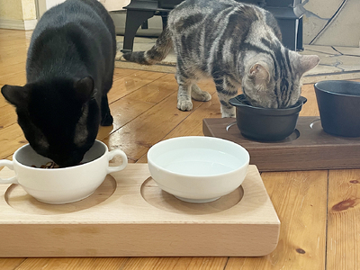KATOMOKU ねこテーブル ２器用 ビーチ　km-123NA