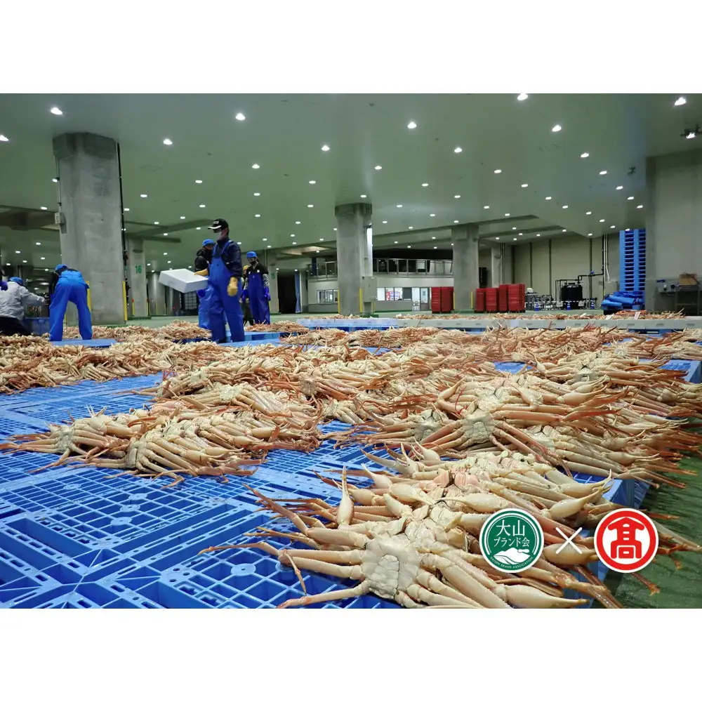 ＜2026年11月～2027年3月上旬発送予定＞茹で松葉がに(2枚・計約1.5kg)【T-DI4】【大山ブランド会】 【鳥取県 境港市】