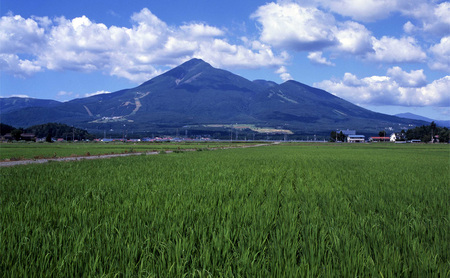 米 令和6年度産 コシヒカリ 10kg  白米 精米 生産者直送 直送