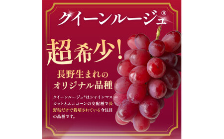 【2026年先行予約】 クイーンルージュ® 2房 【9月下旬～11月上旬にかけて順次発送予定】 
