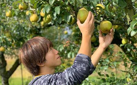 【先行予約（2026年度発送）】山形県産 ラ・フランス 5kg(12～20玉) 秀品 梨 洋梨 果物 フルーツ FSY-2167