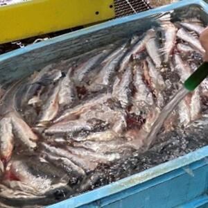 静岡名物　いわしの黒はんぺん（8枚入×3袋）◆