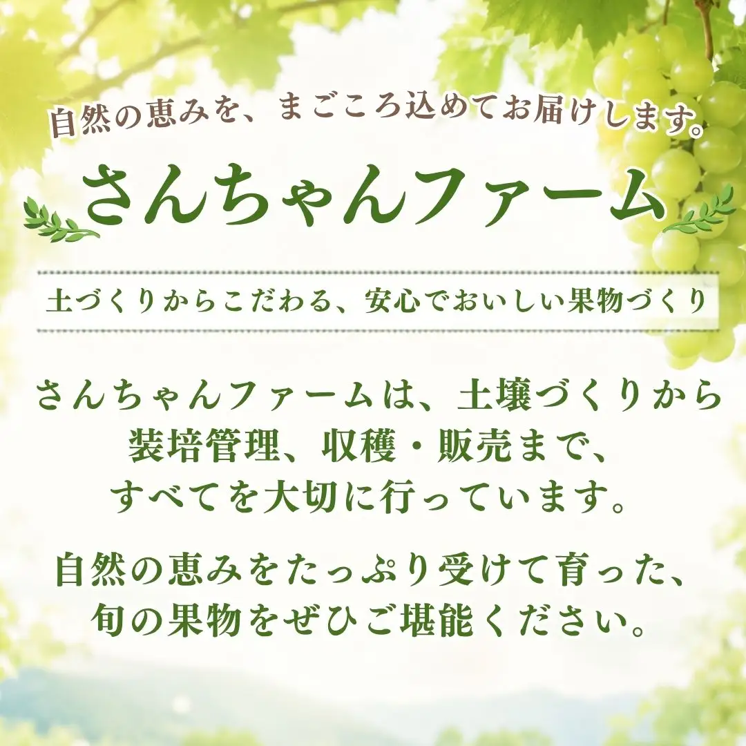 【【2027年　先行予約】山梨県産　シャインマスカット1房（500g以上） | フルーツ　シャイン　シャインマスカット　ぶどう　ブドウ　葡萄　