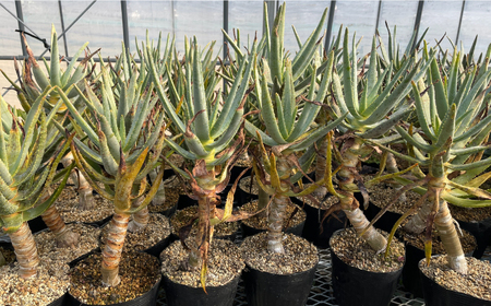アロエ ディコトマ 1株 長与町／アグリューム Aloidendron dichotomum（Aloe dichotoma）[EAI138] 