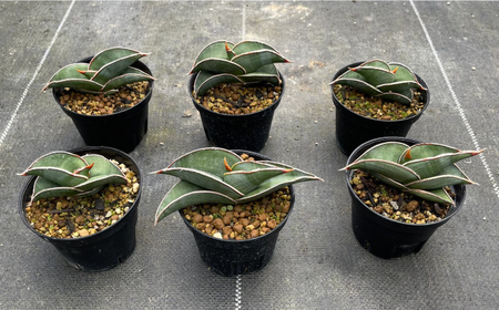 サンセベリア ロリダ Sansevieria rorida 2株 長与町/アグリューム[EAI167] 