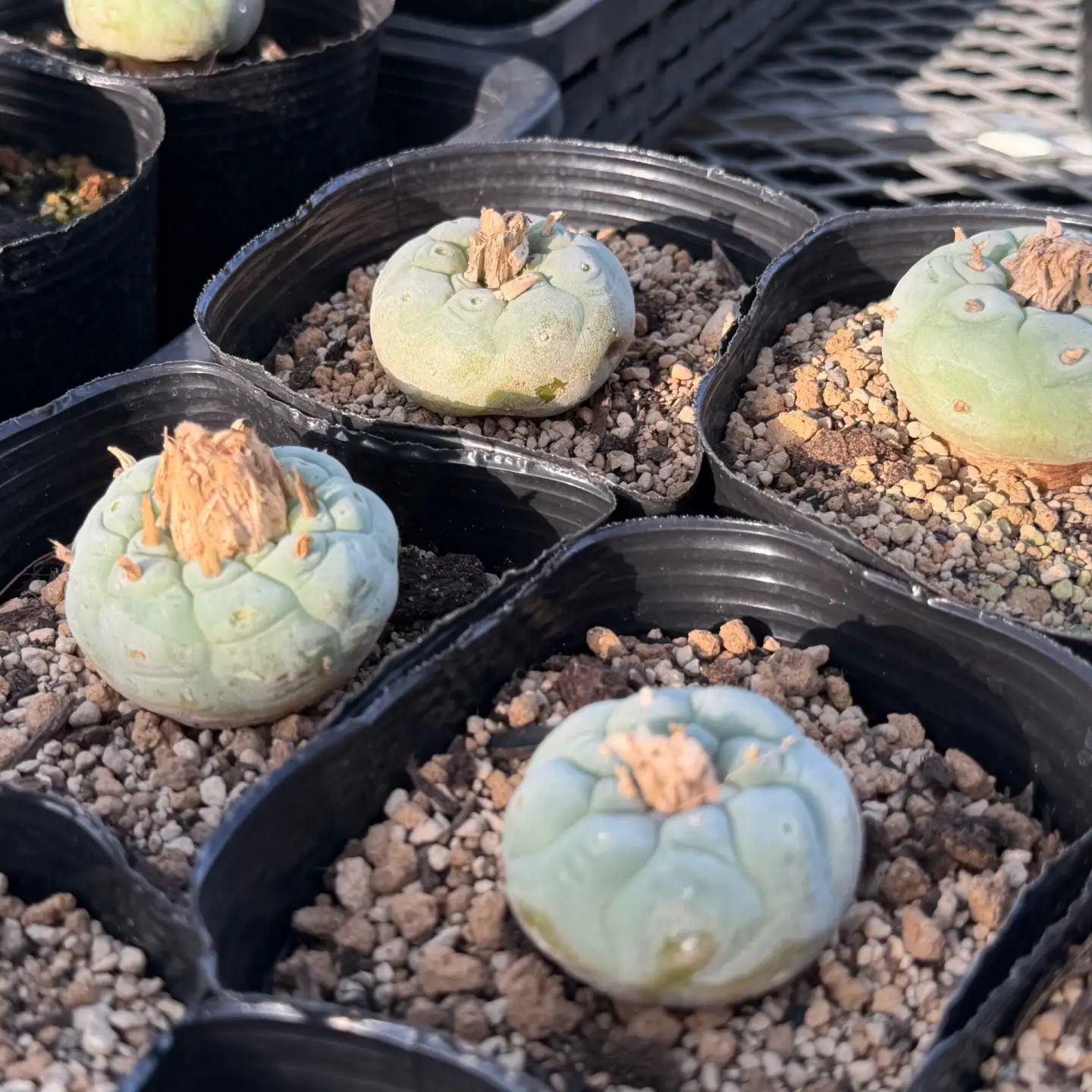 ロフォフォラ 銀冠玉 Lophophora fricii １株 長与町/アグリューム[EAI176] 