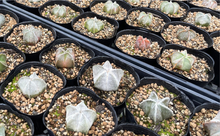 astrophytum myriostigma cv. onzuka アストロフィツム 恩塚鸞鳳玉 長与町/アグリューム[EAI189] 