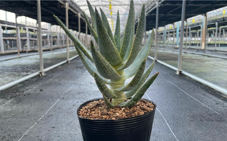 アロエ ディコトマ 5株 Aloidendron dichotomum（Aloe dichotoma）長与町/アグリューム[EAI192] 