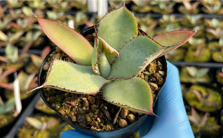 アガベ グアダラハラナ ＆ アガベ sp. ピロン クバ 各1株 Agave guadalajarana ＆ Agave sp pilon kuba 長与町/アグリューム[EAI202] 
