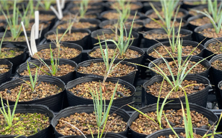 アデニウム アラビカム ＆ ユッカ リギダ 各1株 Adenium arabicum ＆ Yucca rigida 長与町/アグリューム[EAI207] 