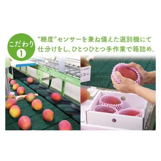 【先行受付】【2027年発送】豊見城産アーウィンマンゴー約1.5kg（化粧）黒秀 AE007
