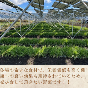 先行予約[2026年12月発送] 根ニラ 龍神様のひげ 1,500g(100g×15袋) すわファーム 野菜 [91-02]