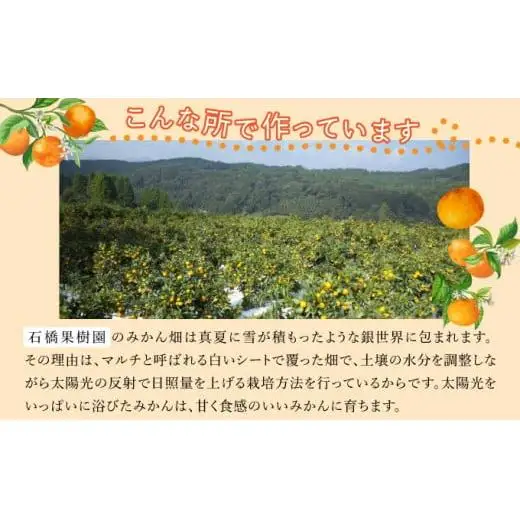 【期間限定】さがみかん (5代目みかん) 4.5kg【温州みかん 甘い 濃厚 ジューシー コク 完熟 熟成みかん 蔵出し 蔵入り 柑橘 密柑 ギフト 果物 フルーツ 佐賀県産 佐賀県 大和 太良 石橋果樹園 人気】