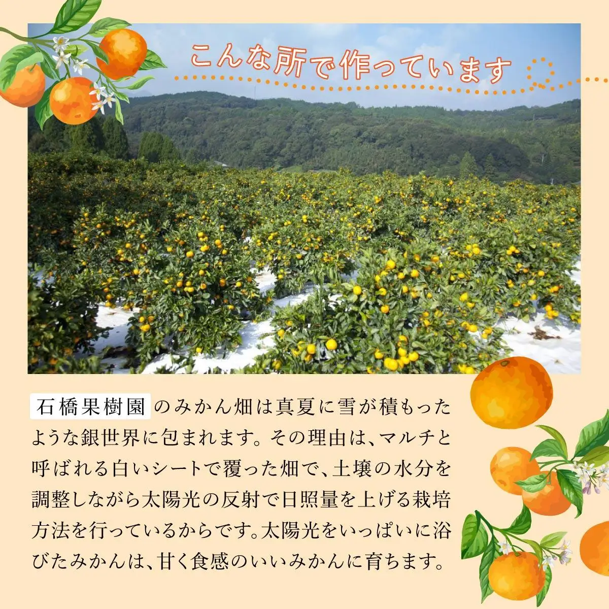 【期間限定】さがみかん (5代目みかん) 9.5kg【温州みかん 甘い 濃厚 ジューシー コク 完熟 熟成みかん 蔵出し 蔵入り 柑橘 密柑 ギフト 果物 フルーツ 佐賀県産 佐賀県 大和 太良 石橋果樹園 人気】