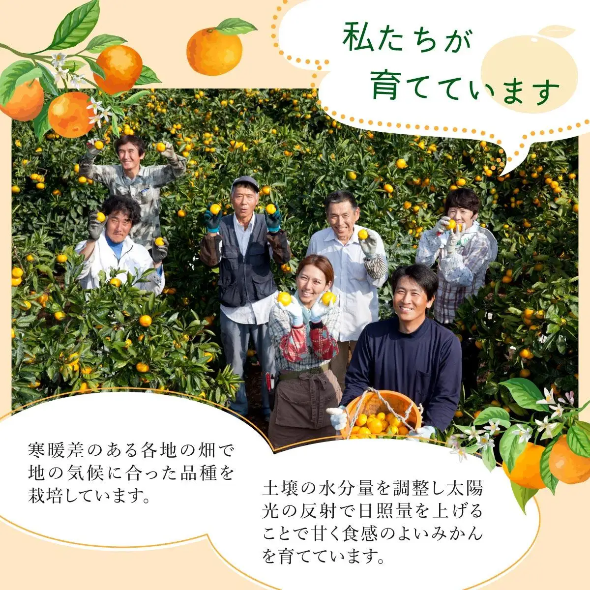 【期間限定】さがみかん （蔵入りみかん9.5kg）【温州みかん 甘い 濃厚 ジューシー コク 完熟 熟成みかん 蔵出し 蔵入り 柑橘 密柑 ギフト 果物 フルーツ 佐賀県産 佐賀県 大和 太良 石橋果樹園 人気】
