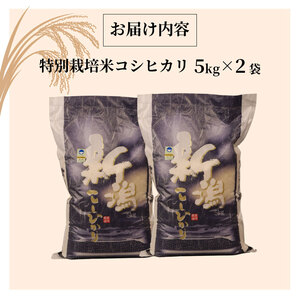 R7年産先行予約 コシヒカリ 10kg 5kg 2袋 特別栽培米 先行予約 コンテスト 入賞米 米 おこめ お米 ブランド米 ご飯 ごはん オニギリ お弁当 玄米 対応可 kome ※ 送料無料 数量限定 農家直送 産地直送 国産 川瀬農園 新潟 新発田 kawase001_02