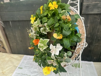 【 先行予約 ：2026年11月発送 】 花 パンジー ビオラ リース 寄せ植え オンライン決済限定 花