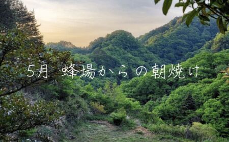 幻のはちみつ　2種セット 蜂蜜 はちみつ 