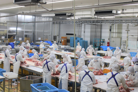 【定期便・全3回】九州産 豚肉満足 切り落とし 定期便（豚肉 切り落とし 小間切れ 定期便）