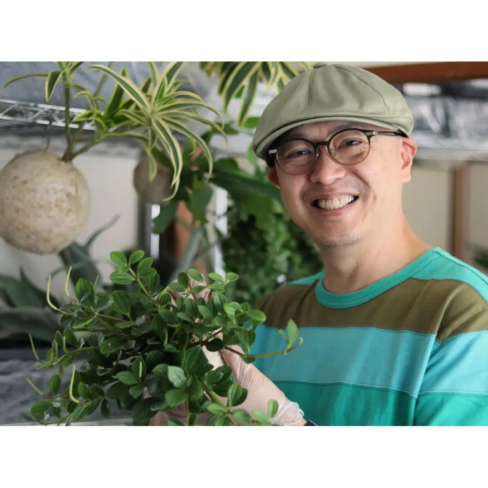 360度楽しめる！吊るせる観葉植物「ハングボール」ガジュマル(Mサイズ)