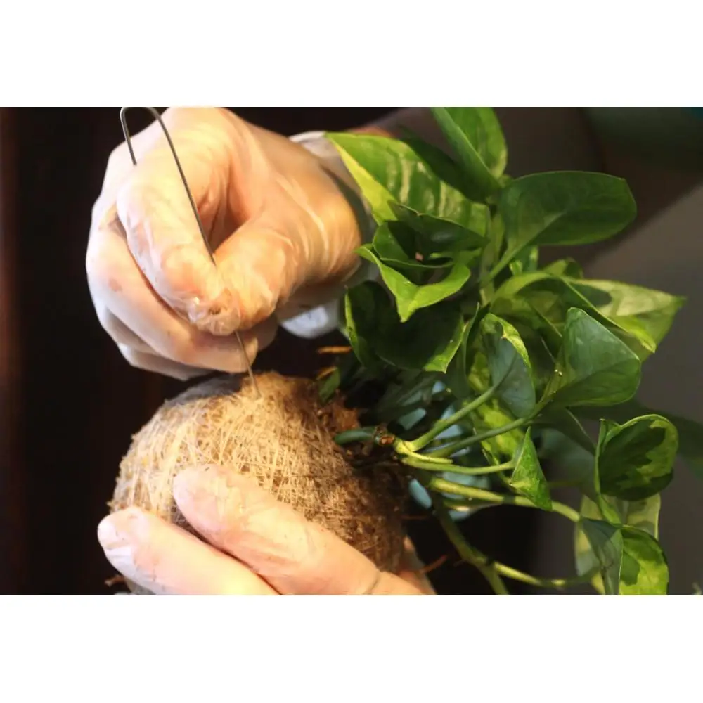 360度楽しめる！吊るせる観葉植物「ハングボール」作りワークショップ