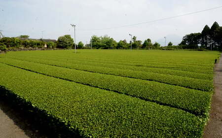 小林銘茶ギフトセット（東緑茶園） お茶 お茶