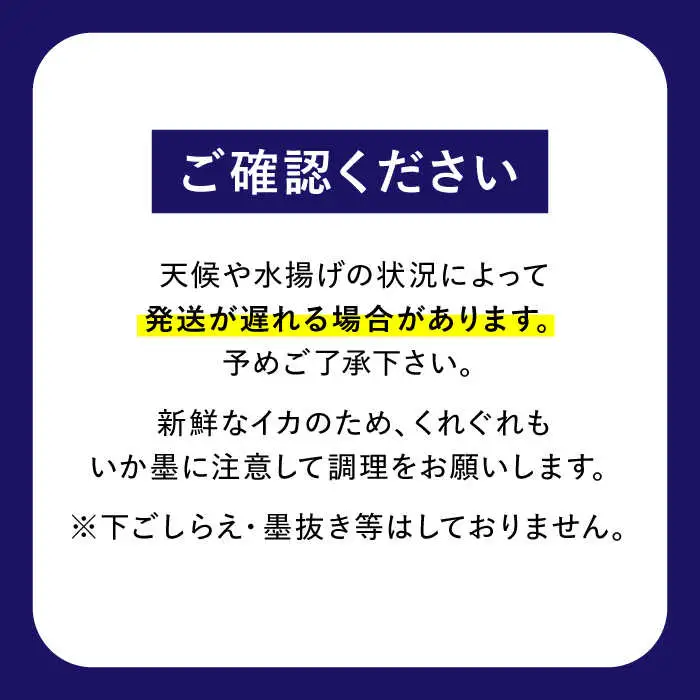 【2月-発送】【着日指定】【おいしい南島原 認定】漁港直送！ 活〆 幸イカ 5杯 約1500g / いか　新鮮　海鮮物　刺し身　揚げ物　簡単調理　キャンプ　BBQ / 南島原市 / 深江町漁業協同組合[SBO004]