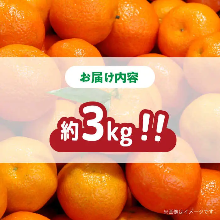 【2026年11月下旬-発送】【高糖度】訳あり 温州みかん 約3kg（傷もの）/ みかん ミカン 蜜柑 果物 フルーツ / 南島原市 / 南島原果物屋[SCV022]