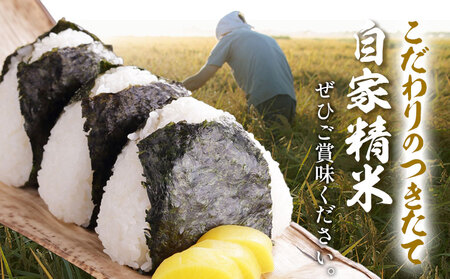 令和8年産 勝浦産 コシヒカリ 白米 5kg 中村米店