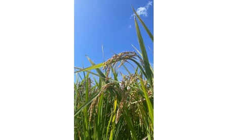 ひのひかり 米 令和6年産 筑後小郡産 農家直送 ひのひかり【5kg】【定期便6ヶ月6回】