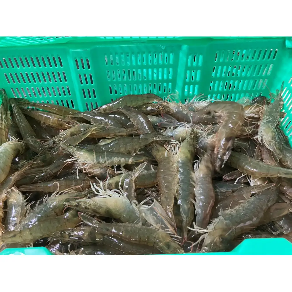 甲賀水晶えび 200g × 3パック