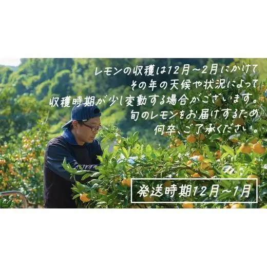 【先行予約】 もぎたてフレッシュ！ せとうちレモン 約3kg 2026年12月中旬～2027年1月発送 ワックス防腐剤不使用 皮まで丸ごと食べられる