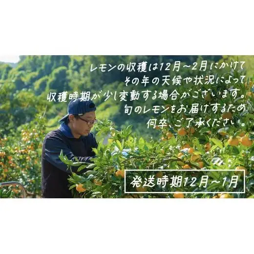【先行予約】 もぎたてフレッシュ！ せとうちレモン 約5kg (約 40～50個程度 ) 2026年12月中旬～2027年1月発送 ワックス防腐剤不使用 皮まで丸ごと食べられる