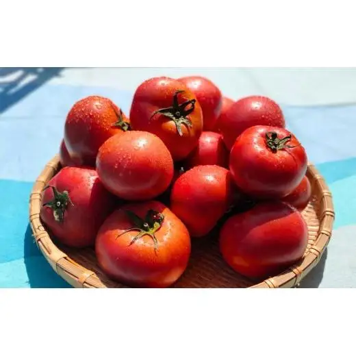【先行予約】 【甘みがジュワ～っ！】瀬戸内のフルーツトマト 2kg 糖度8度以上 【 2027年4月中旬発送開始 】 大崎上島 越田農園