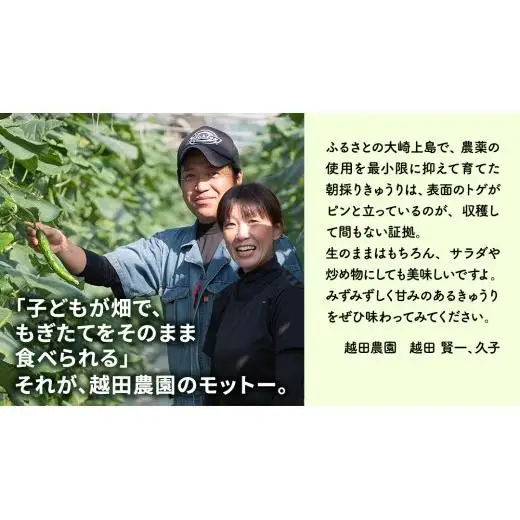 シャキッと美味しい！ きゅうり 約3kg 【2026年9月以降発送】