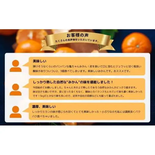 温州みかん 皮が薄い 甘み凝縮 約10kg 約100～120個 [先行予約 2026年11月中旬～発送] 瀬戸内 亀ちゃんみかん S～M玉 広島県 大崎上島町 国産 濃厚 果物 フルーツ ギフト 家庭用 送料無料 産地直送 亀田農園