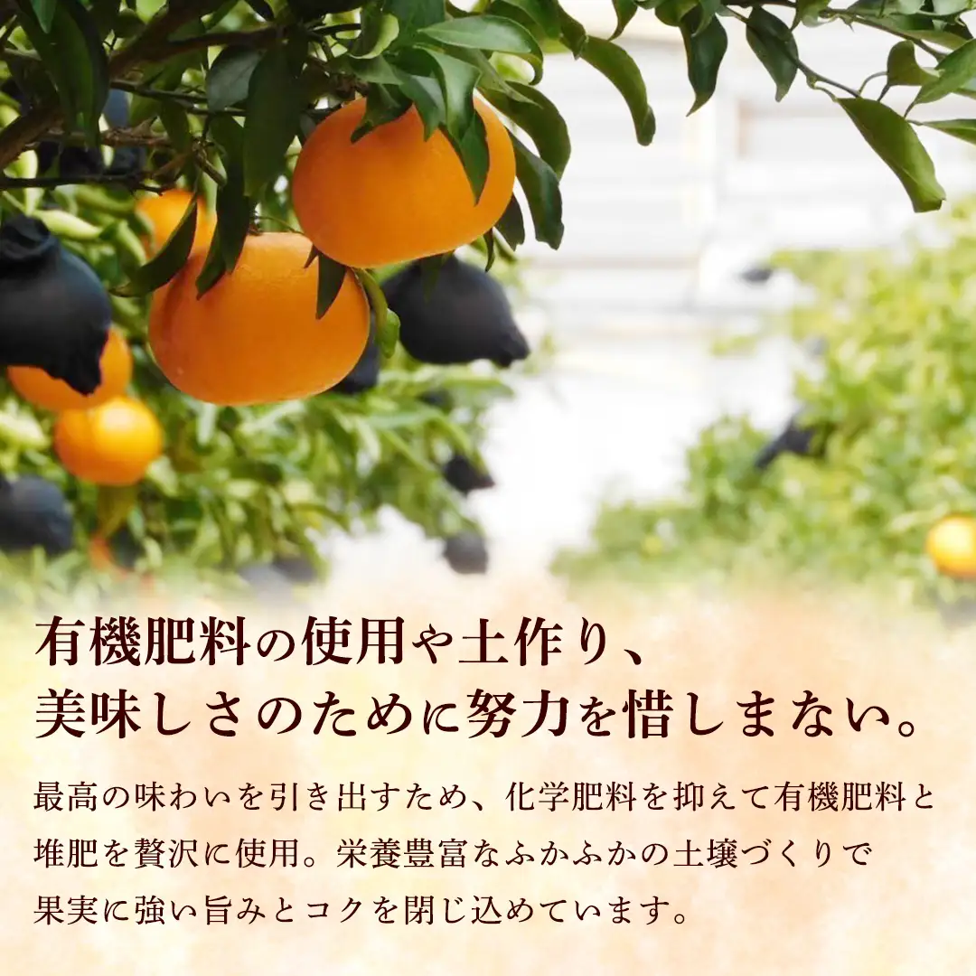 【先行予約】 せとか 5kg 瀬戸内 みかん 柑橘の大トロ 高級 20個程度 蜜柑 setoka 濃厚 甘い ジューシー 贈答用 ギフト 国産 瀬戸内 広島 フルーツ 果物 くだもの 産地直送 ハウス栽培 【2027年2月中旬～3月発送】