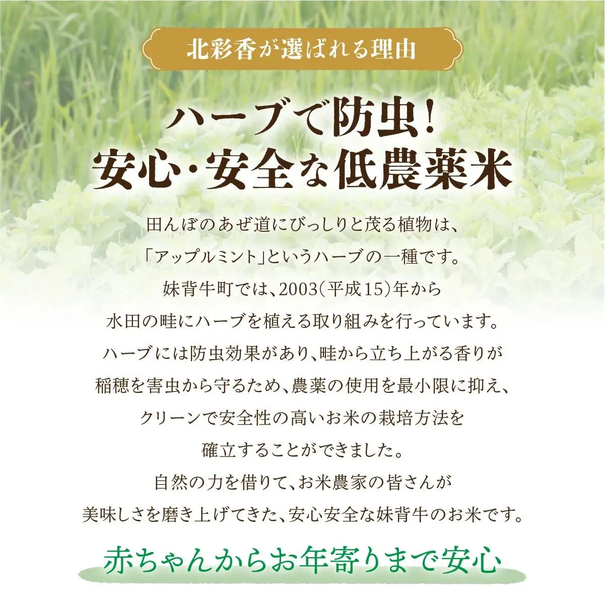 令和8年産 ゆめぴりか 玄米 20kg  【北彩香】