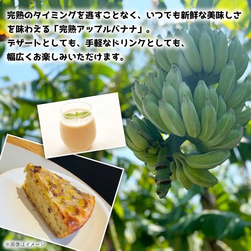 名護市産　冷凍完熟アップルバナナ1kg 名護市 なご ばなな 冷凍 食物繊維 手軽 アイス デザート アレンジ 真空パック 食べやすい おやつ 新鮮 完熟 一口サイズ 甘味 栄養満点 ヨーグルト スムージー パンケーキ