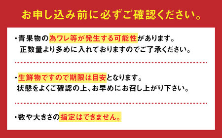 【2027年1月上旬発送】永尾産ちド級シリーズ トマト 食べくらべセット / 佐賀県 / 永尾産ち [41AAAC006]