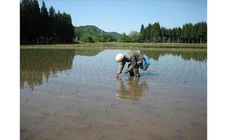 米 定期便 12ヶ月 新之助 5kg 精米 白米 お米 新潟米新之助  新潟米 新潟 十日町市 定期 12回