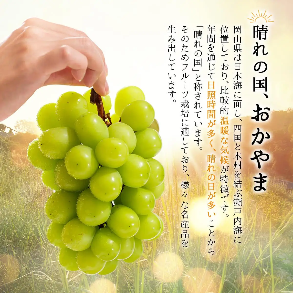＜2025年発送分 先行予約＞シャインマスカット（3房～5房 約2kg）【030-a011】