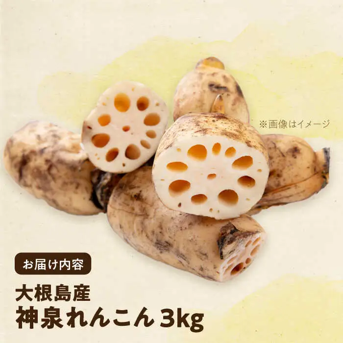 れんこん 【先行予約】【2026年10月上旬以降順次発送】【数量限定50個】島採れ掘りたて 大根島産神泉れんこん 3kg 島根県松江市/株式会社ふぁーむ大根島[ALCB005] れんこん れんこん