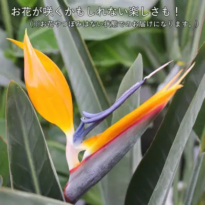 【観葉植物】ストレリチア レギネ 8号 ホワイト陶器鉢 G【観葉植物 インテリア 部屋 おしゃれ 福岡県 筑前町 送料無料 AG040】【価格改定】