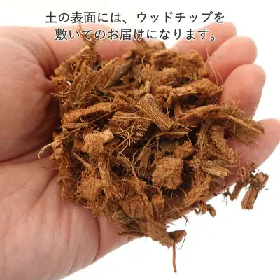 【観葉植物】サンスベリア 7号 ブラウンバスケット鉢カバー 土の表面:ウッドチップ 【観葉植物 インテリア 部屋 おしゃれ 福岡県 筑前町 送料無料 AG044】