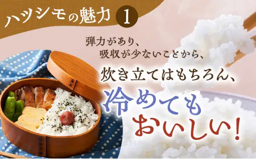 【定期便】令和7年産 岐阜県産 ハツシモ 10kg (3ヵ月連続お届け) | 米 ハシツモ 