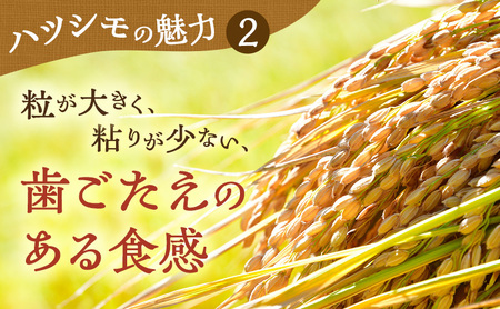 【定期便】令和7年産 岐阜県産 ハツシモ 10kg (6ヵ月連続お届け) 米 お米 コメ 白米 精米 ハシツモ 定期便 岐阜 瑞穂市 ※2025年11月下旬頃より順次発送予定